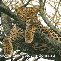 леопард.jpg