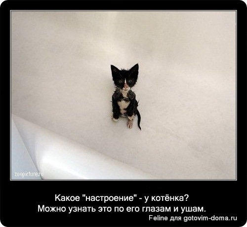 fakti_o_koshkah037.jpg
