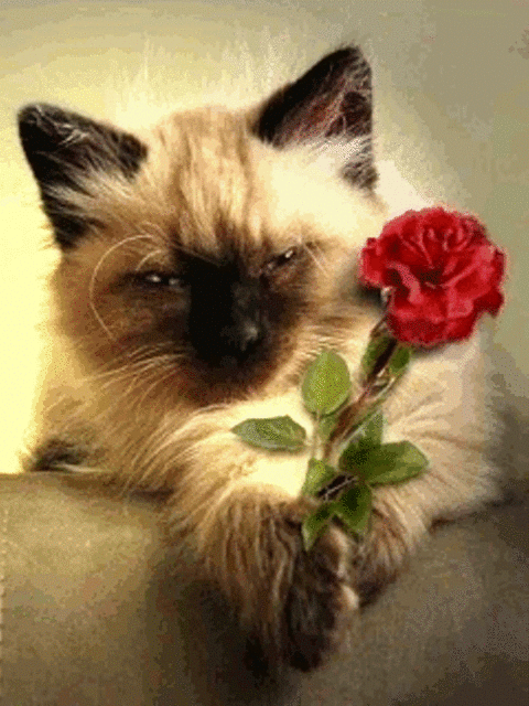 92758631_84035967_defne461.gif