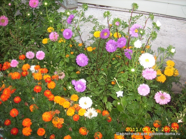 SPA50455.JPG