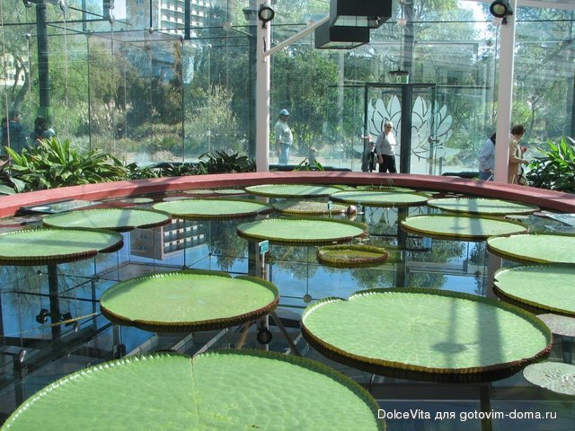 Botanic Garden5.jpg