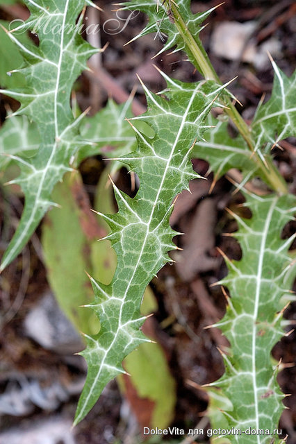 DSC_0206c.jpg