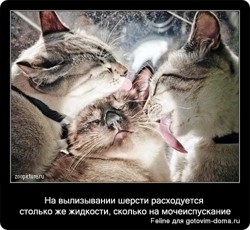 fakti_o_koshkah034.jpg