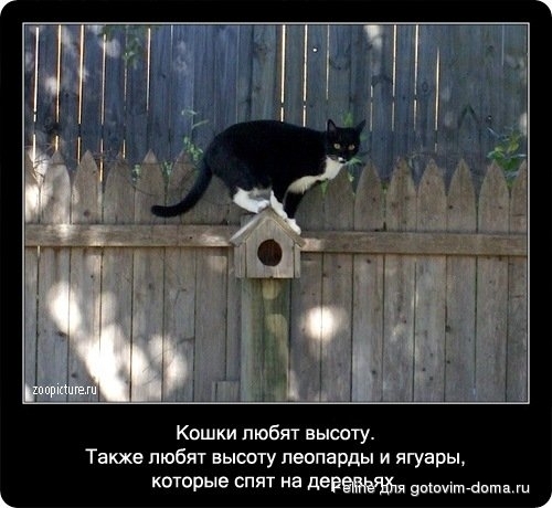 fakti_o_koshkah052.jpg