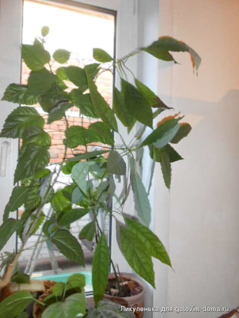 DSCN4786.JPG