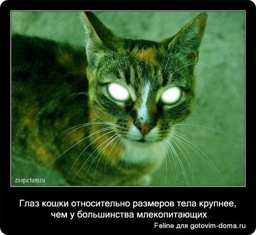 fakti_o_koshkah089.jpg