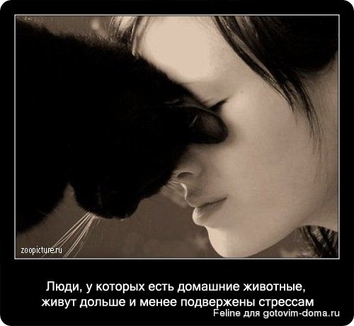 fakti_o_koshkah031.jpg
