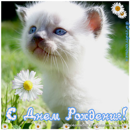 happy-birthday-white-kitten.jpg