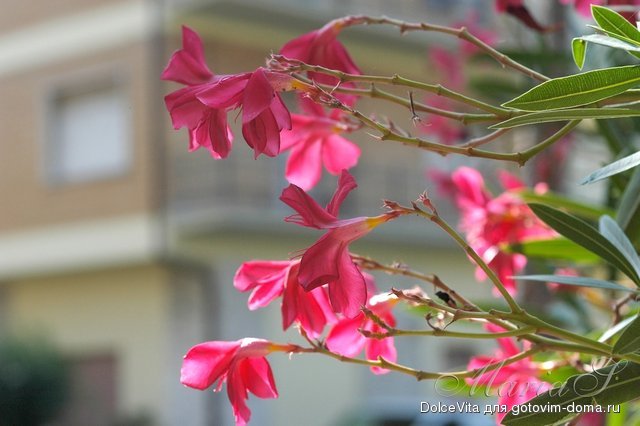 DSC_0176.jpg