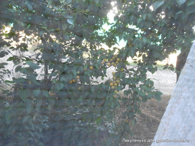 DSCN1571.jpg