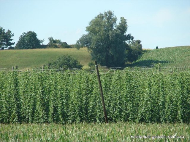 DSC00597.JPG