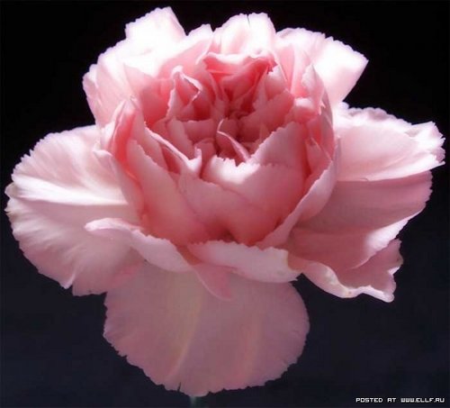 1180568925_flower_20[1].jpg