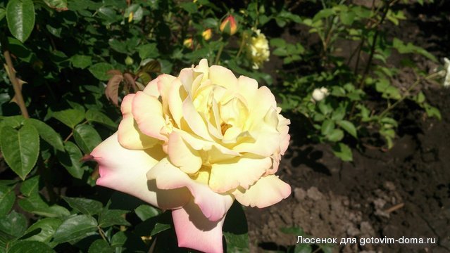DSC_0599.JPG