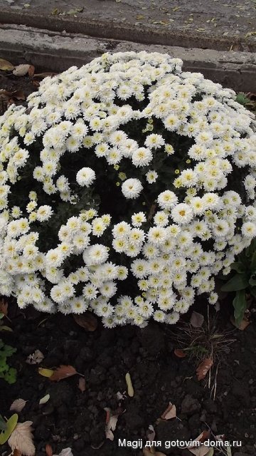 DSCF1582.JPG