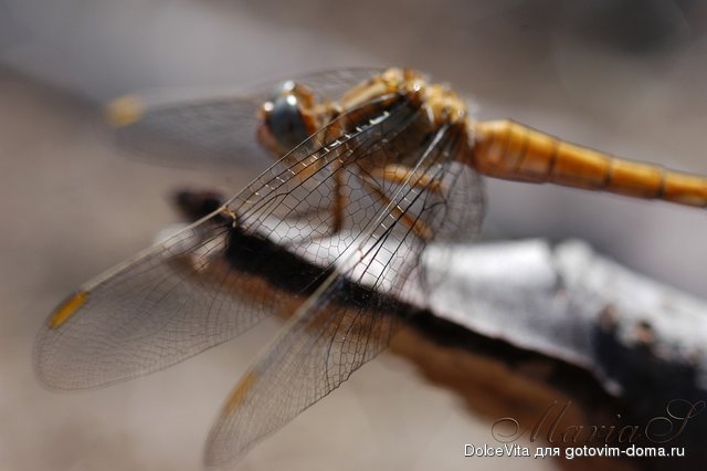 DSC_0058.jpg
