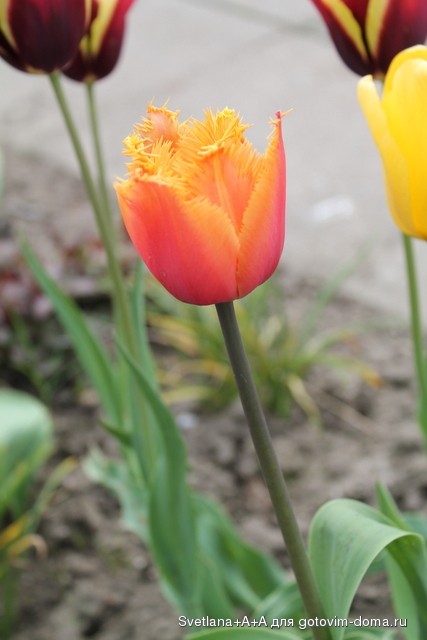IMG_6663.JPG