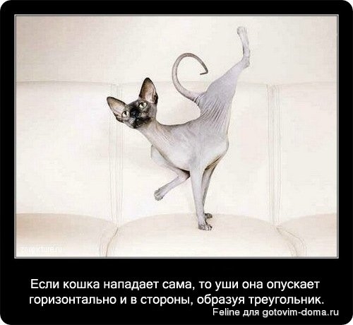 fakti_o_koshkah085.jpg
