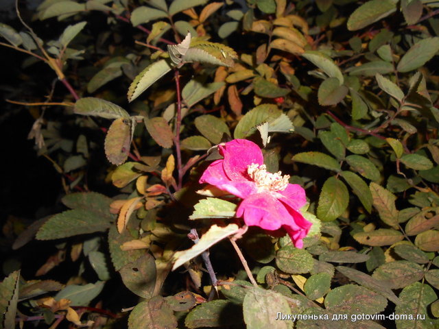 DSCN3112.jpg