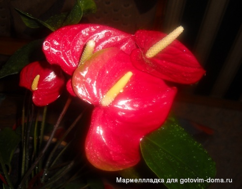 DSCN0404.jpg