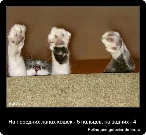 fakti_o_koshkah020.jpg
