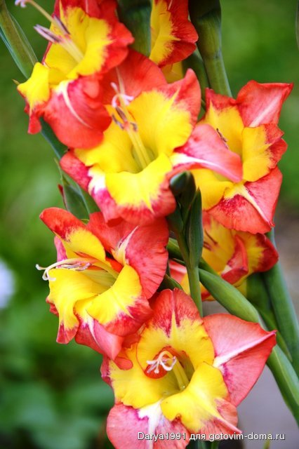DSC_0071.JPG