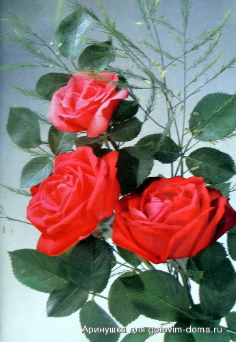 95.jpg