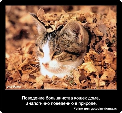 fakti_o_koshkah033.jpg