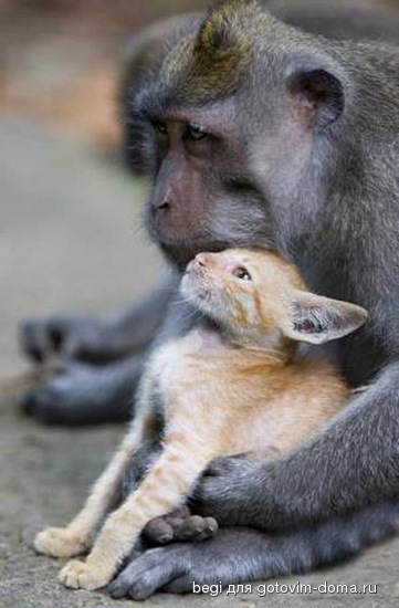 ss-100826-monkey-kitten-06_ss_full[1].jpg