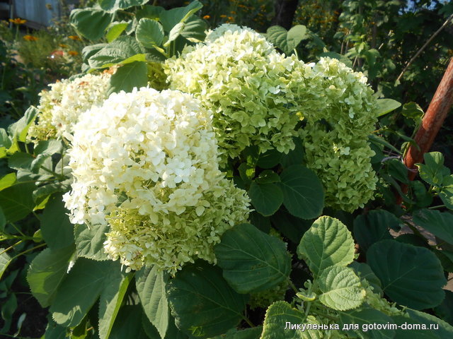 DSCN1602.jpg