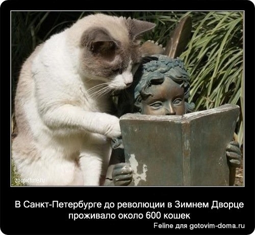 fakti_o_koshkah073.jpg