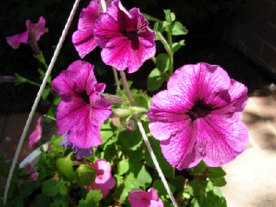 Picture-017.gif