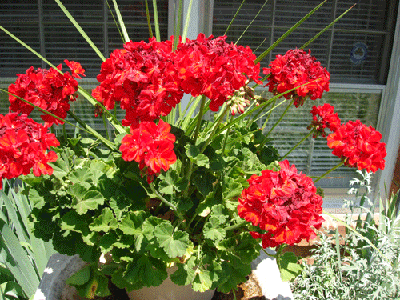 Picture-015.gif