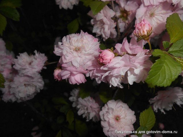 DSCN1810.JPG