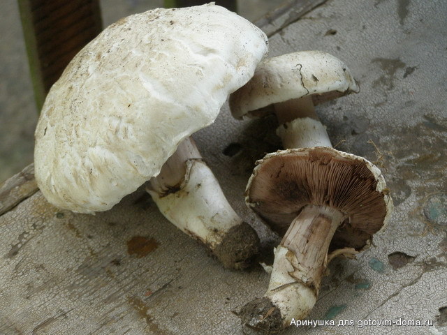P6010043.jpg