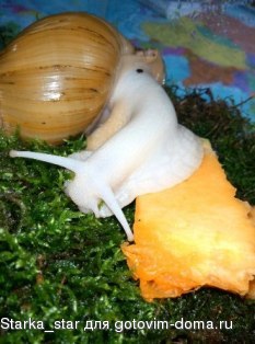 snail - копия.jpg