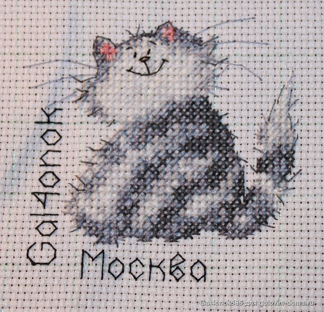 кот Таня.jpg