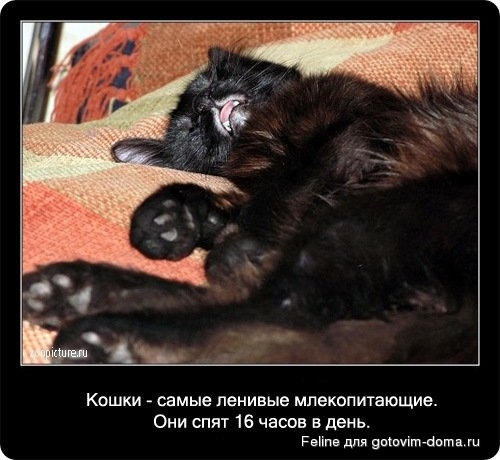 fakti_o_koshkah046.jpg