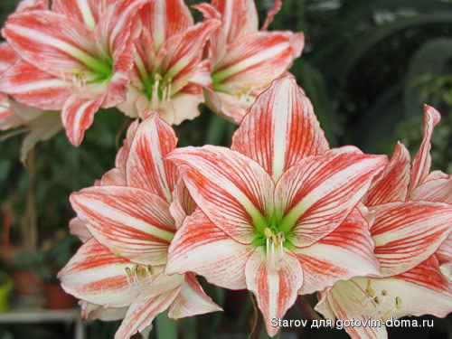 flowersbow-1.jpg