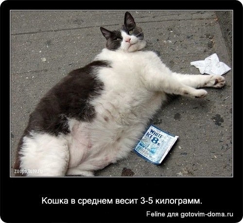 fakti_o_koshkah013.jpg