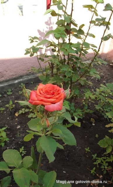 DSCF0118.JPG