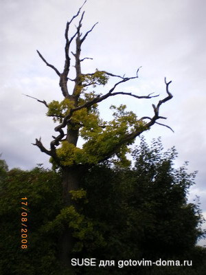 IMGP1047_изм-е размера.jpg