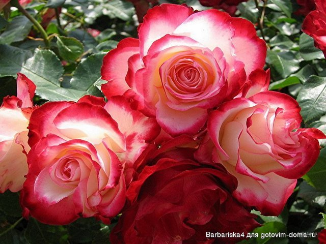 1209907085_wr-roses-1280.jpg