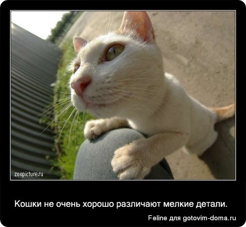 fakti_o_koshkah005.jpg