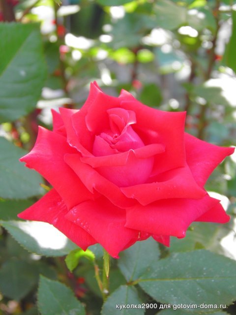2805.jpg