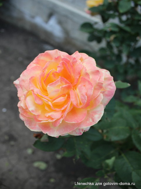 IMG_966622.JPG