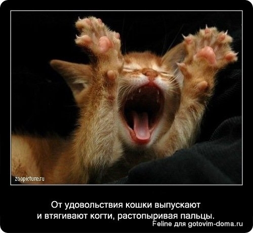 fakti_o_koshkah028.jpg