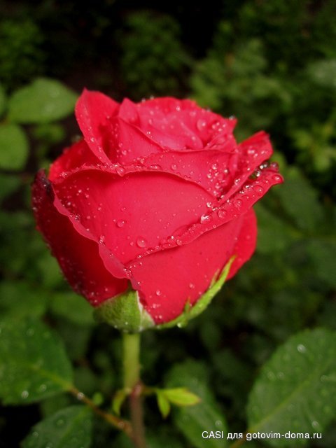 IMG_7676.JPG