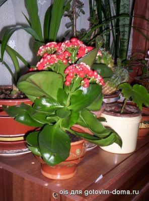 normal_Kalanchoe1.jpg