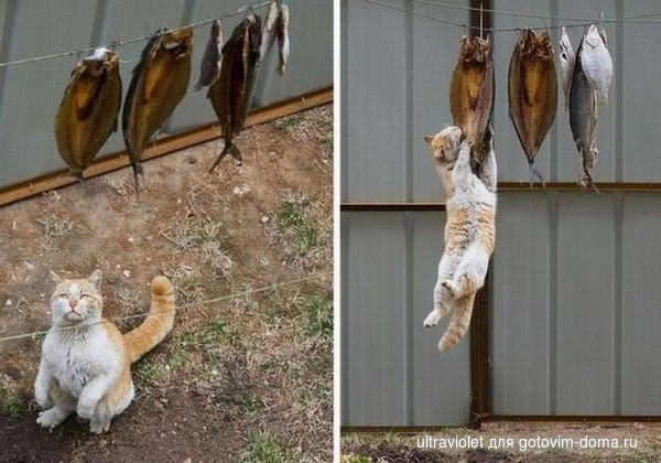 кот и рыба.jpg