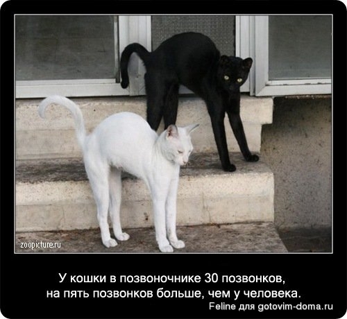 fakti_o_koshkah056.jpg